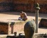 nepal-0246.jpg - 
